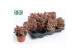 Cotyledon ladysmithiensis Make Upz Pink 