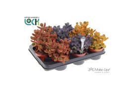 Cotyledon ladysmithiensis Make Upz Mix