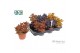 Cotyledon ladysmithiensis Make Upz Mix 