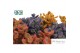 Cotyledon ladysmithiensis Make Upz Mix 