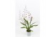 Oncidium mieke von holm 2 tak,2 tak/plnt,tweekleurig,2 tak/plnt,tweekl 