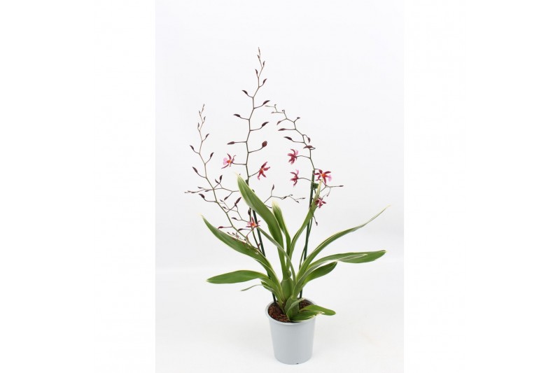 Oncidium mieke von holm 2 tak,2 tak/plnt,tweekleurig,2 tak/plnt,tweekl 