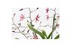 Oncidium mieke von holm 2 tak,2 tak/plnt,tweekleurig,2 tak/plnt,tweekl 