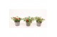 Calibrachoa minifamous dark red Calibrachoa MiniFamous® Uno Red 