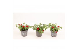 Calibrachoa minifamous dark red Calibrachoa MiniFamous® Uno Red