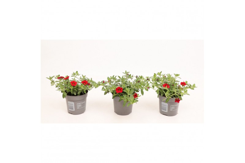 Calibrachoa minifamous dark red Calibrachoa MiniFamous® Uno Red 