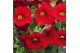 Calibrachoa minifamous dark red Calibrachoa MiniFamous® Uno Red 