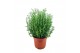 Rosmarinus officinalis 