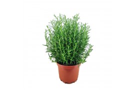 Rosmarinus officinalis