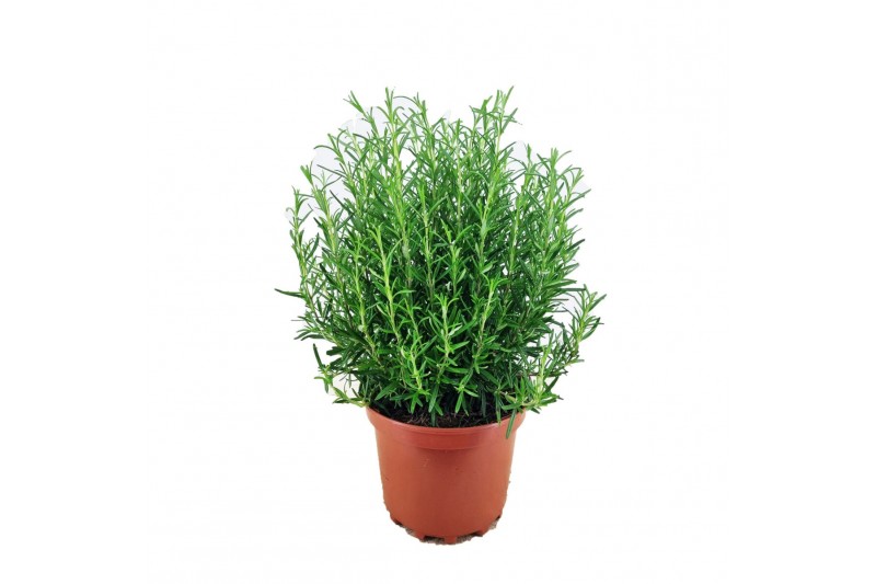 Rosmarinus officinalis 