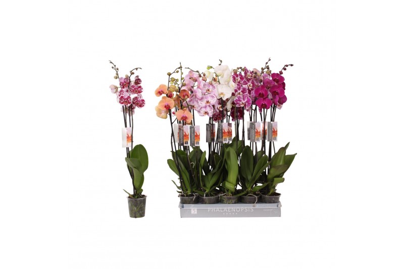 Phalaenopsis mix 2 tak - 18+ bloemen 