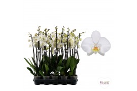 Phalaenopsis anthura leeds 3 tak 65/70cm