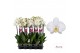 Phalaenopsis anthura leeds 3 tak 65/70cm 