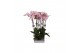 Phalaenopsis spotted world 2 tak - 18+ bloemen 