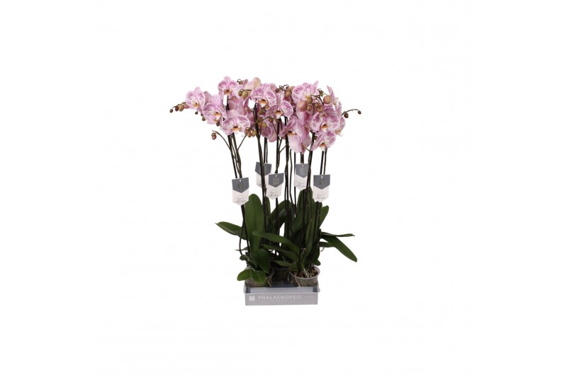 Phalaenopsis spotted world 2 tak - 18+ bloemen 