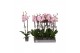 Phalaenopsis spotted world 2 tak - 18+ bloemen 