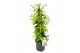 Tachelospermum jasminoides 1 pp 