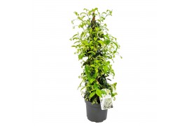Tachelospermum jasminoides 1 pp
