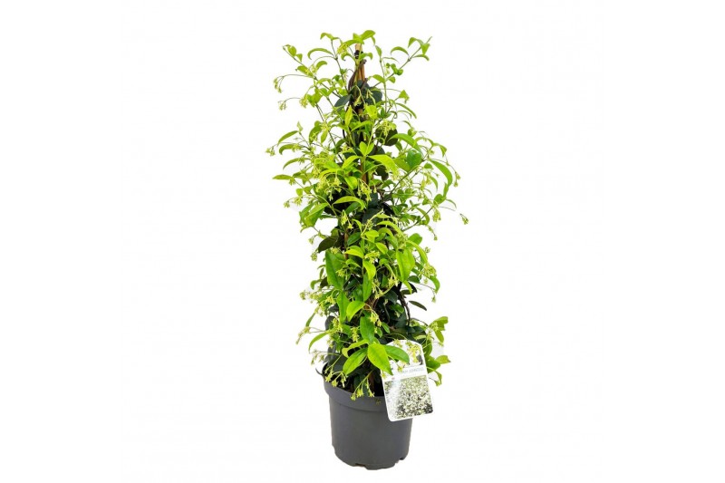 Tachelospermum jasminoides 1 pp 