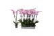 Phalaenopsis washington 2 tak - 18+ bloemen 