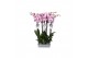 Phalaenopsis washington 2 tak - 18+ bloemen 