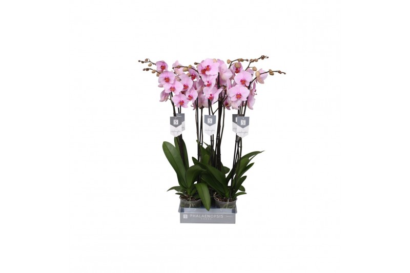 Phalaenopsis washington 2 tak - 18+ bloemen 