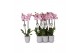 Phalaenopsis spotted world 2 tak - 18+ bloemen grijs keramiek 