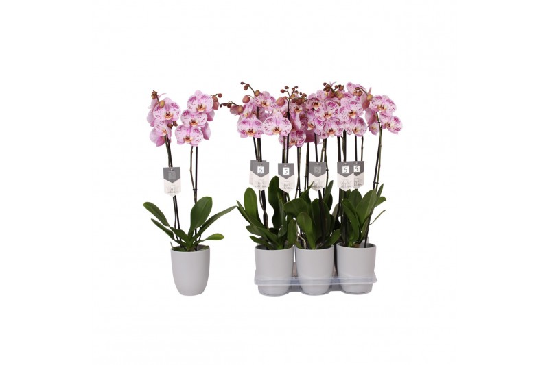 Phalaenopsis spotted world 2 tak - 18+ bloemen grijs keramiek 