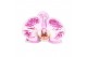 Phalaenopsis spotted world 2 tak - 18+ bloemen grijs keramiek 