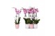 Phalaenopsis anthura washington 2 tak - 18+ bloemen pastel keramiek 