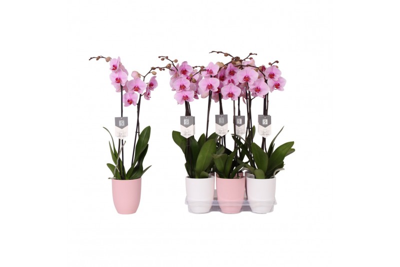 Phalaenopsis anthura washington 2 tak - 18+ bloemen pastel keramiek Phalaenopsis anthura washington 2 tak - 18+ bloemen pastel keramiek
