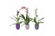 Orchideeen mix autumn 1 tak in keramiek 
