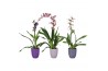 Orchideeen mix autumn 1 tak in keramiek