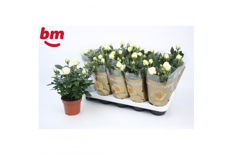 Rosa beau monde white wit 
