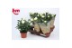 Rosa beau monde white wit 