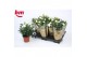 Rosa beau monde white wit 