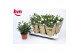 Rosa beau monde white wit 