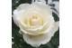 Rosa beau monde white wit 