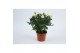 Rosa beau monde white wit 