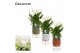 Spathiphyllum bellini 8+ bloem - Emma keramiek, Nature Love 