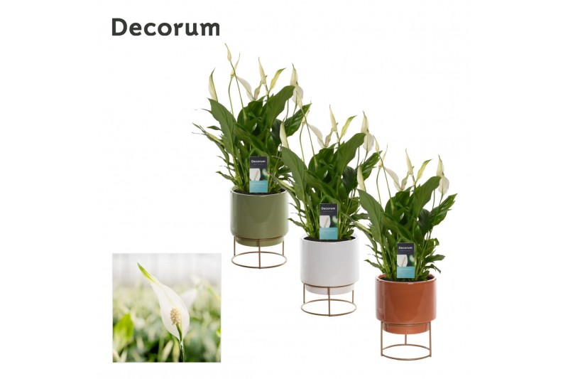 Spathiphyllum bellini 8+ bloem - Emma keramiek, Nature Love 