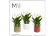 Spathiphyllum bellini 8+ bloem - Katie keramiek, Nature love - Essenti 