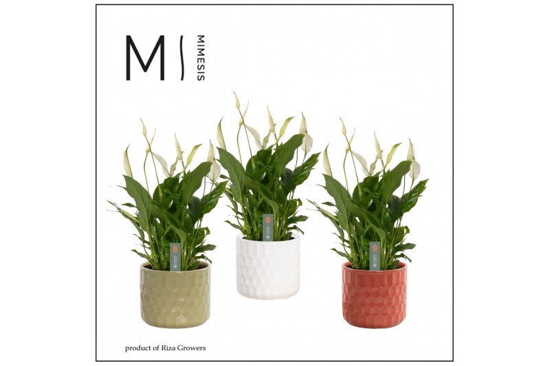 Spathiphyllum bellini 8+ bloem - Katie keramiek, Nature love - Essenti 
