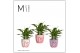 Spathiphyllum bellini 8+ bloem - Sweet keramiek, Party love 