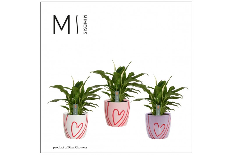 Spathiphyllum bellini 8+ bloem - Sweet keramiek, Party love Spathiphyllum bellini 8+ bloem - Sweet keramiek, Party love