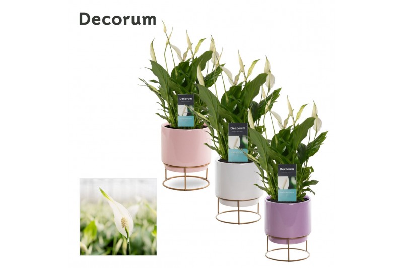 Spathiphyllum bellini 8+ bloem - Emma keramiek, Party love 