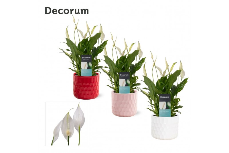 Spathiphyllum bellini 8+ bloem - Katie keramiek, Party love - Essentia Spathiphyllum bellini 8+ bloem - Katie keramiek, Party love - Essentia