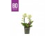 Phalaenopsis multiflora geel Flora Yellow 2 Spike in BO lay-out 