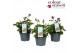 Astrantia major mix 
