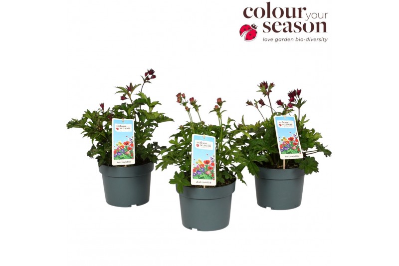 Astrantia major mix 